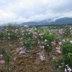 満開になった事務局前のローズ畑に雨が降っています