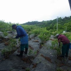 雨合羽を着てローズの収穫が始まりました