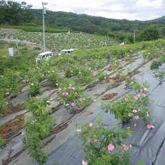 土日で随分と花が咲きました