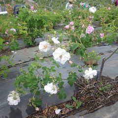 白いダマスクローズの花を発見！