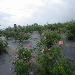 合羽を着ての作業はサウナの中で作業している様です