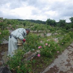 ようやく収穫作業も終わりに近づきました