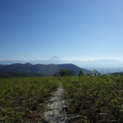 今日も秋晴れになった農場のローズ畑