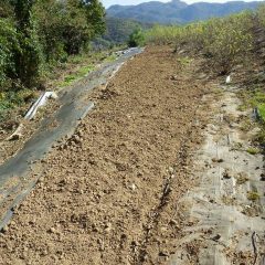 除草の終わったカモマイル・ジャーマンの予備畑