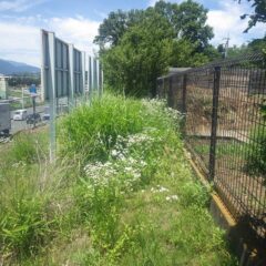 事務局のフェンスの外側は草原状態