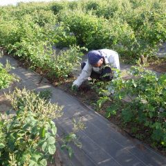 綺麗な農場を見てもらう為に今日も除草作業に励んでいます