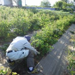 日が暮れるまで除草作業は続きました