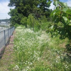 草丈が高くなると刈り取るのも一苦労