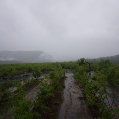 雨に煙る農場のローズ畑