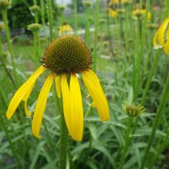 エキナセア・パラドクサの花にも雨が降り続きます