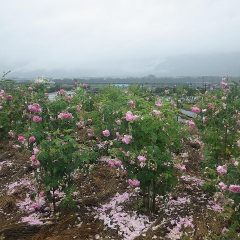 事務局前のローズ畑は満開になってから雨続きです