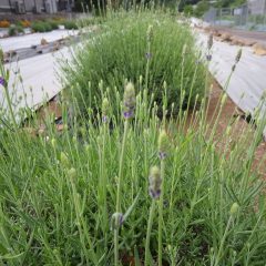 事務局前のラベンダーの花穂が上がって来ました