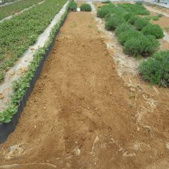 耕して植える準備の整った畑