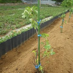 植えてから支柱を立て誘引して定植完了