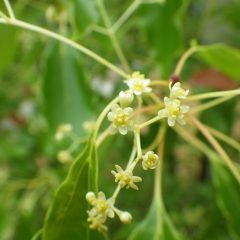 小さな花が沢山咲いています