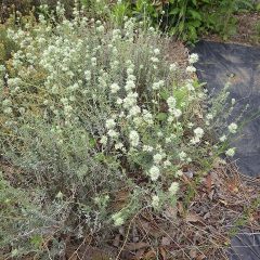 タイム・マストキナの花も咲き始めました