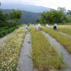 黙々と花摘みに集中しています