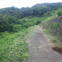 つる草が草刈り機に絡みついて一苦労の末に作業終了