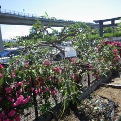 枝を切り終えて実に太陽が当たるようになりました