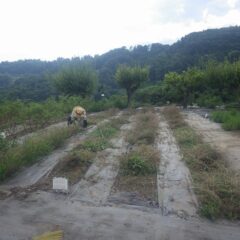農場では枯れたカモマイル・ジャーマンの株と雑草の除草作業中