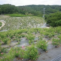 いよいよ本格的にローズが咲き始めました