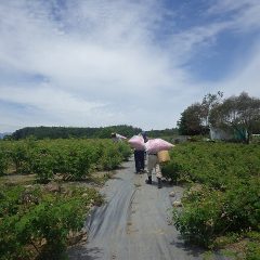 こちらの畑は収穫終了、ズシリと重い収穫した袋を担いで戻ります