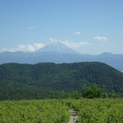 姿を現した富士山の雪も僅かに残っているばかり