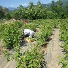 炎天下の中でローズ畑の除草作業は始まっています