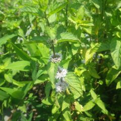 アルベンシスミントは花を咲かせています