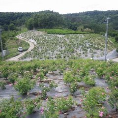 いよいよ最後の畑の収穫に取り掛かります