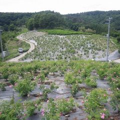 いよいよ最後の畑の収穫に取り掛かります