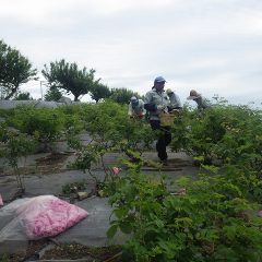 早朝7時から収穫を始めて6時間、本日の収穫が無事に終了しました