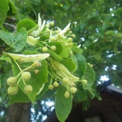 花が咲き終わったリンデンは実が出来ています