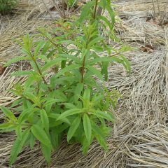 レモンバーベナの新芽もこんなに立派になりました