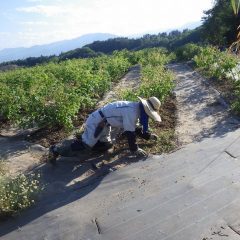 除草作業は日が傾くまで続けられています