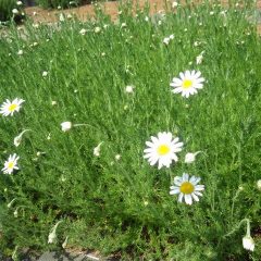 カモマイル・ローマンはジャーマン種に比べ花数は少ないものの大きな花に存在感があります