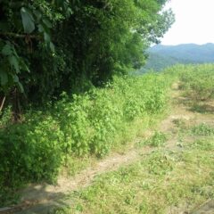 そして今日も草刈り作業開始！