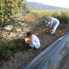 雑草を取り除いた所から鍬で耕します