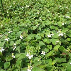 ドクダミの花も咲き出しました