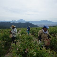 富士山を背に収穫作業中