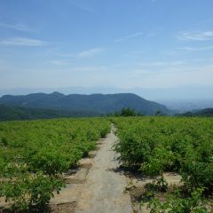 今日も夏空になった農場のローズ畑