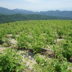 今朝は約90kgの花を摘み終わって明日の開花に備えています