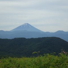 姿を見せた富士山は山頂の雪が消えて夏姿になっていました