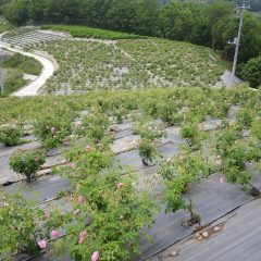 奥の畑まで満遍なく咲いています