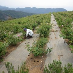 そして今日もお決まりの除草作業に励んでいます