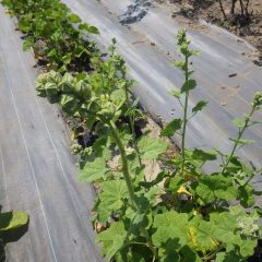 ブラックマロウの花頭も立ち上がって来ています