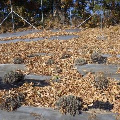 吹き溜まりには落ち葉が沢山集まっています