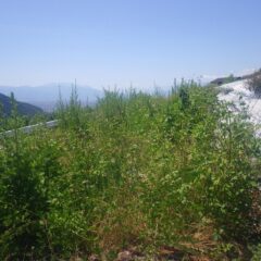 予備畑は雑草で溢れてしまいました
