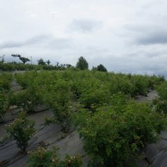 明日咲くであろう大きな蕾が沢山残っています