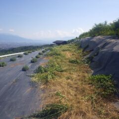 気温は更に上がる中で草刈り作業
